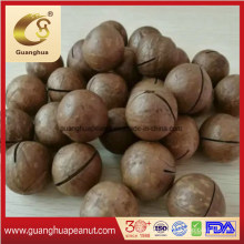 Hot Sale Big Size Macadamia Nut